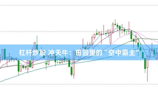 杠杆炒股 冲天牛：田园里的“空中霸主”